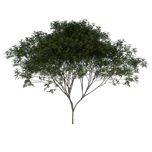 Дерево Переднього Виду Молода Магоганья Коба Білий Фон Відтворення Ільстрейон — стокове фото