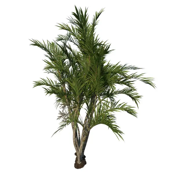 Framifrån Träd Ungefärlig Fjäril Palm Areca Träd Illustration — Stockfoto
