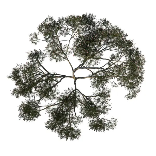 Ovanifrån Träd Regnträd Albizia Saman Vit Bakgrund Alfa Png Rendering — Stockfoto