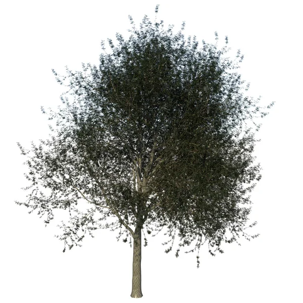 Vooraanzicht Van Tree Linden Plant Png Met Alfa Kanaal Uit — Stockfoto
