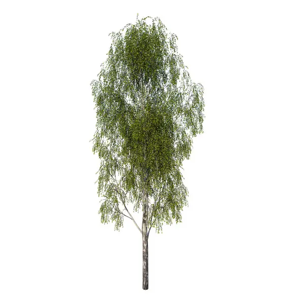 フロントビューツリー 青少年シルバーバーチベトゥーラ1植物白い背景3Dレンダリングイルストラシオン3D — ストック写真
