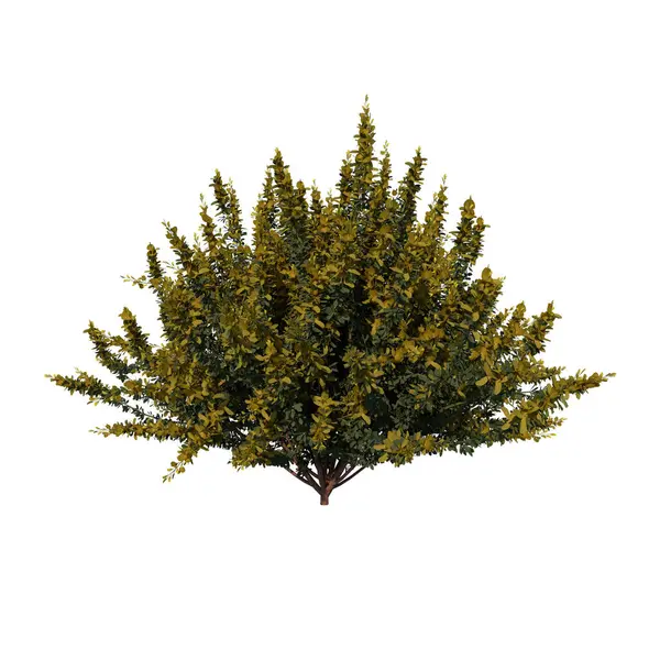 Front View Tree Young Cytisus Scoparius Common Broom White Background — Stock Photo, Image