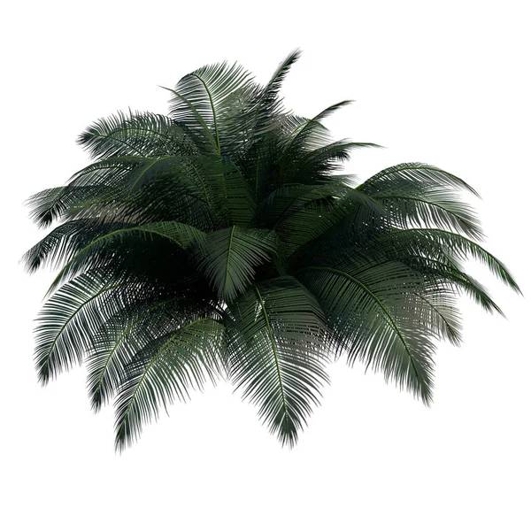 Front View Plant Camedor Palm Tree Fehér Háttér Renderelés Illusztráció — Stock Fotó