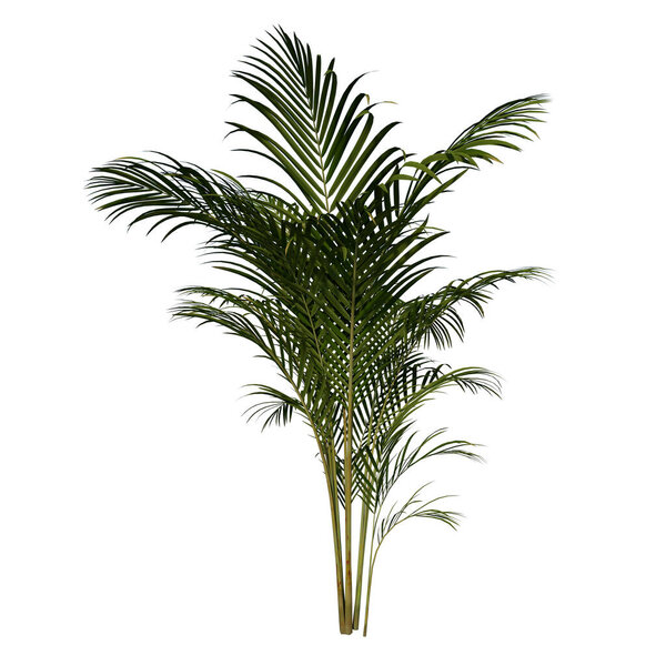 Front view Plant Golden cane palm Dypsis lutescens 2 Flower Tree white background 3D Rendering Ilustracion 3D