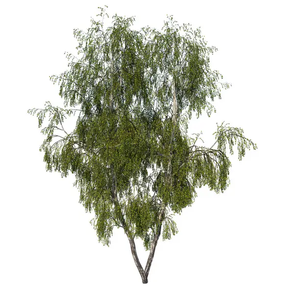 Дерево Переднього Виду Срібна Береза Betula Pendula Рослина Білий Фон — стокове фото