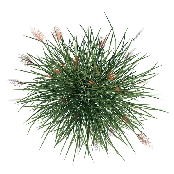 植物のトップビューVetiver Chrysopogon Zianoidesツリーホワイトの背景3Dレンダリング Ilustraction — ストック写真