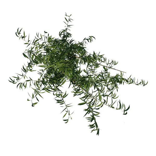 植物のトップビュー モゾバンブー フィロスタチーズ エディス ツリー 白い背景 3Dレンダリング イラストレーション — ストック写真
