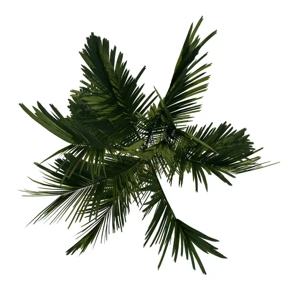 Megtekintése Serdülő Areca Catuche Palm Növényi Fehér Háttér Renderelés Illusztráció — Stock Fotó