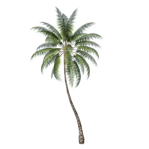 Framifrån Växt Kokos Palm Träd Vit Bakgrund Rendering Ilustracion — Stockfoto