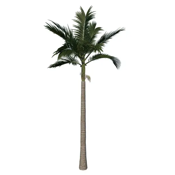 Vorne Baum Adoleszent Alexander Palme Palme Pflanze Weißer Hintergrund Rendering — Stockfoto
