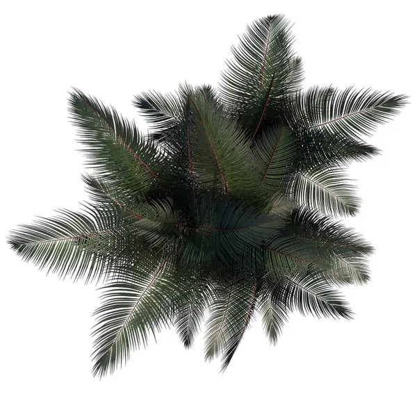 Bovenaanzicht Van Plant Red Palm Tree Boom Png Met Alfa — Stockfoto