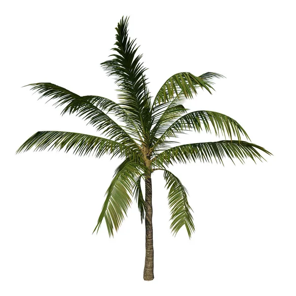Přední Pohled Rostlina Dospívající Kokosový Strom Palm Bílé Pozadí Vykreslování — Stock fotografie