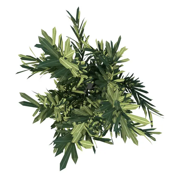 植物のトップビュー パーム8ツリー白背景3Dレンダリングイルストラス3D — ストック写真