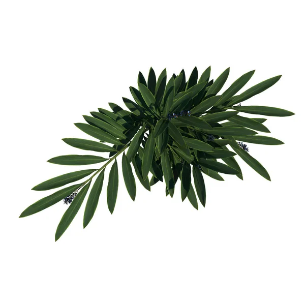 植物のトップビュー ジンジャーツリー 白い背景 3Dレンダリング イルストレーション — ストック写真