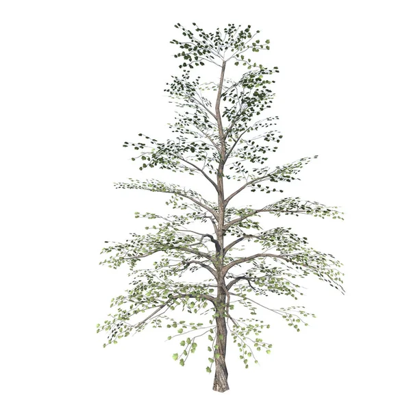 Vista Frontal Árvore Pinus Pine Planta Fundo Branco Rendering Ilustracion — Fotografia de Stock