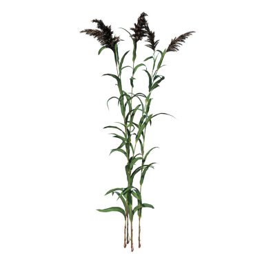 Beyaz arkaplanda izole edilmiş çimenler