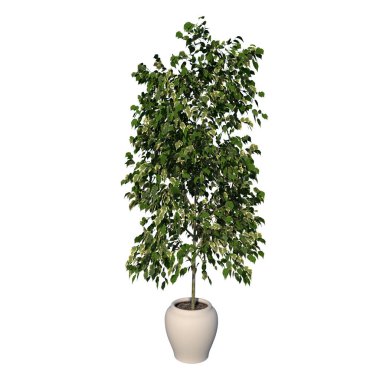 Bitki Çiçeği Saksısı 'nın ön görüntüsü Ficus Hughina 3 Ağaç Arkaplanı 3 Boyutlu İlustrakion 3D