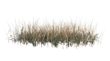 Beyaz arkaplanda izole edilmiş çimenler