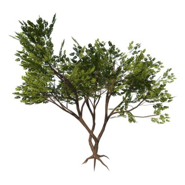 Ağaç Acacias 2 Bitki illüstrasyon vektörünün ön görünümü