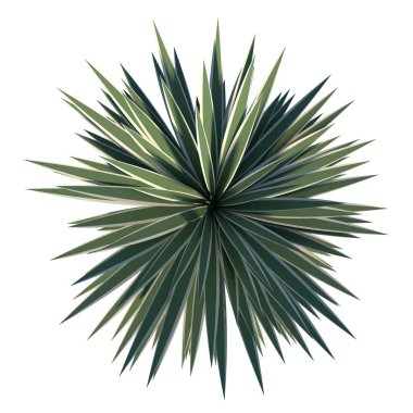Ağacın üst görünümü Agave Vivipara Bitki beyaz arkaplan 3D Görüntü Ilustracion 3B