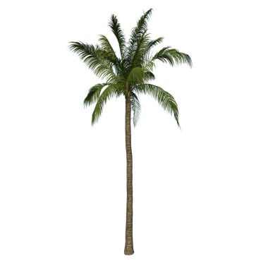 Beyaz arkaplanda izole edilmiş hindistan cevizi ağacı