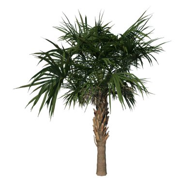 Beyaz arkaplanda izole edilmiş palmiye ağacı