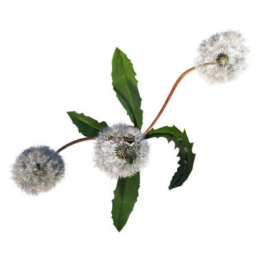 Bitki Çiçeği Karahindiba Taraxacum resmi 1 Ağaç beyaz zemin 3 Boyutlu İlustrakion 3 Boyutlu