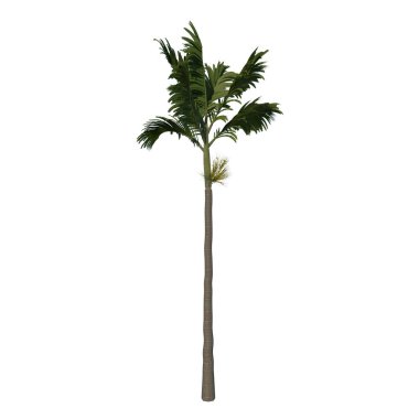 Ağaç Ergenlik Areca Katuçesi Palmiye 2 'nin ön görüntüsü Üç Boyutlu Resmedilmiş Ilustracion 3D
