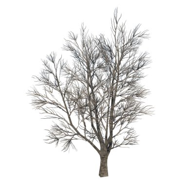 Ağaç Karlı Ağaç Kış 14 Bitki Beyaz Arkaplan 3 Boyutlu Ilustracion 3 Boyutlu