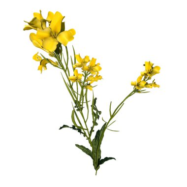 Bitki Çiçeği Bermuda Düğünçiçeği Oxalis pes-caprae 2 Ağaç beyaz zemin 3D İlustrakion 3D