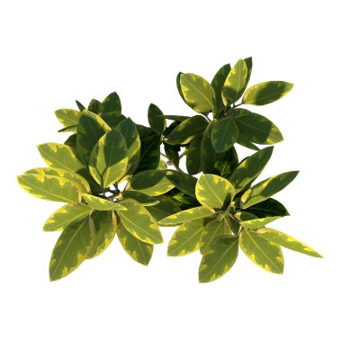 Bitki Ficus 1 Ağaç beyaz arkaplan 3D Görüntü Ilustracion 3B
