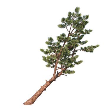 Ağaç Çam Çam 4 'ün ön görüntüsü Bitki beyazı arkaplan 3D Görüntü Ilustracion 3D