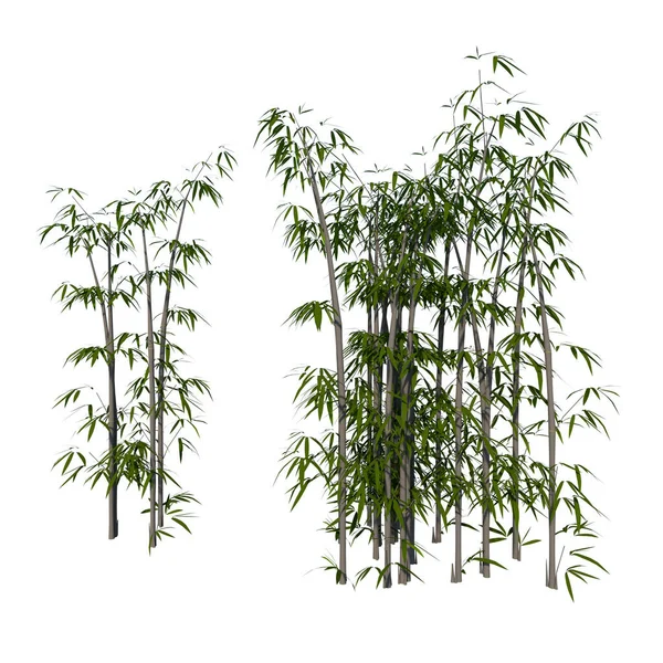 Vista Frontal Planta Bambu Árvore Fundo Branco Rendering Ilustracion Imagem De Stock