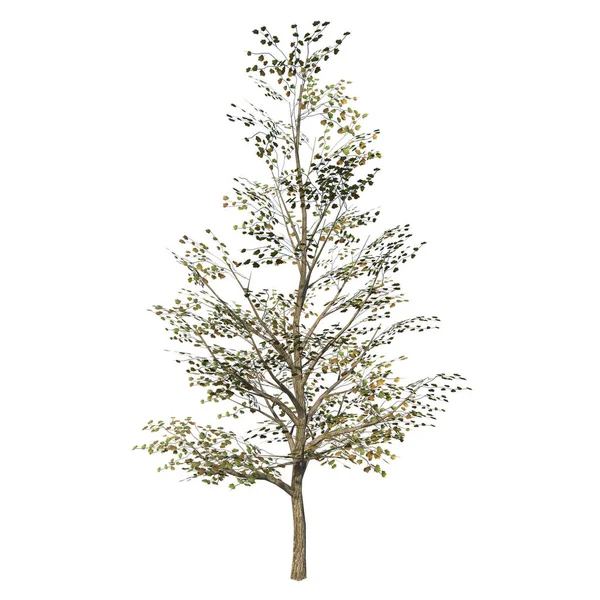 Front View Tree Maple Plant White Background Rendering Ilustracion — Stock Photo, Image