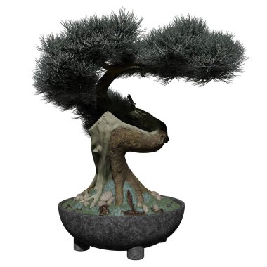  Bitki (Bonsai Ağacı) Ağacının önü. Beyaz arka planda izole edilmiş bir bonsai ağacı.