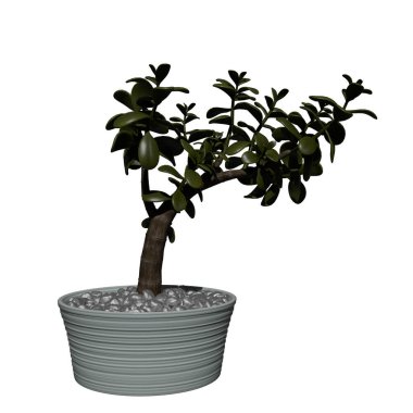 Bitki (Yeşim SUCCULENT) Ağaç 3 boyutlu karikatür bonsai kabı görüntüsü