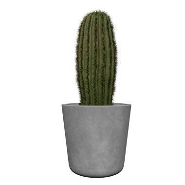 Beyaz arka planda izole edilmiş saksıdaki bitki (Kaktüs kabı 1) ağaç kaktüsü ön görünümü