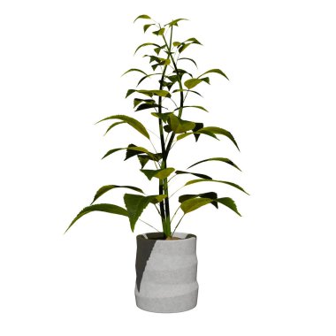 Bitkinin (saksı ile bitki) ön görünümü Ağaç 3 d izole edilmiş bir bitki görüntüsü beyaz arkaplan