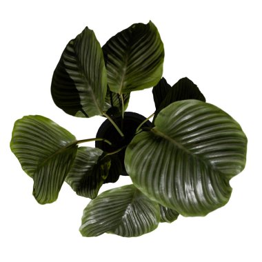 Bitki (Calathea bitkisi) Ağacının Üst Görünümü