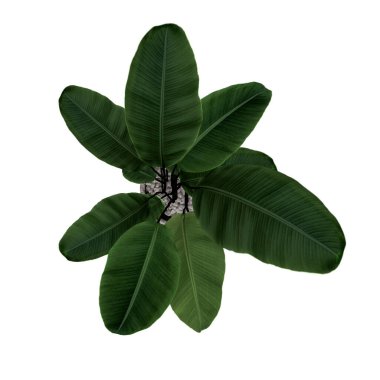 Bitki 'nin (beton bir tencerede kapalı incir ağacı) beyaz arkaplanlı yeşil yaprağının üst görüntüsü. tropikal yaprak izole.