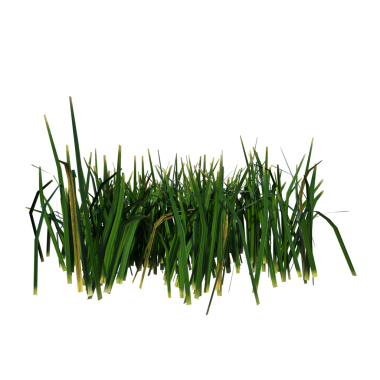 Beyaz arkaplanda 3 ön çimen izole