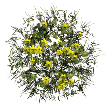 Sarı Çiçekler Çimeni 2 - Üst