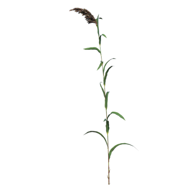 Çimen Çimeni Çimeni Siyah arka planlı 4-Front çiçeği