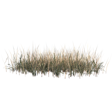 Kuru Çimen Long Grass 3-Front çimeni ve suda yansıması var. beyaz arkaplanda izole.