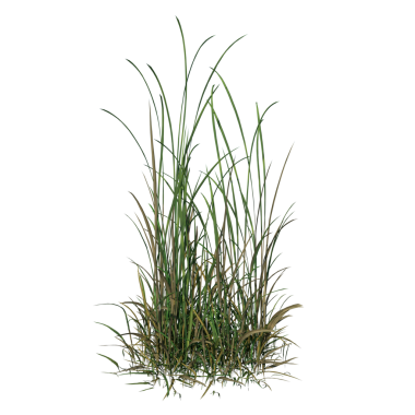 Long Grass 3-Front, siyah arka planlı yeşil çimenleri izole etti