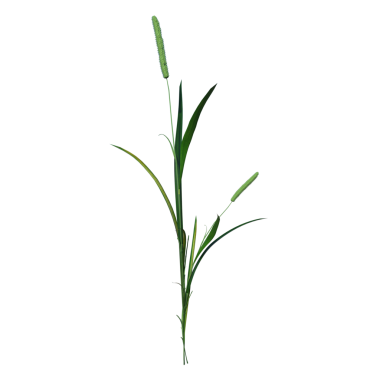 Juncus 3 Beyaz arka planda izole edilmiş taze yeşil çimen