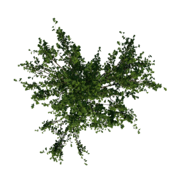 Küçük Meşe - en üstteki 3 boyutlu çizim - siyah arkaplanda ağaç