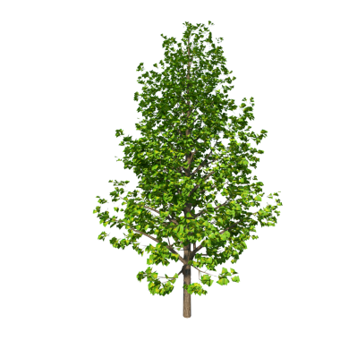 Ginkgo Biloba - Öndeki nesne beyaz arka planda izole edilmiş. ağaç