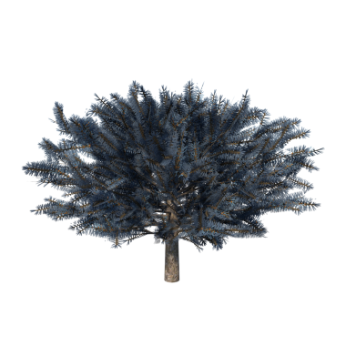 Picea Pungens Globosa - siyah arkaplanda ön ağaç