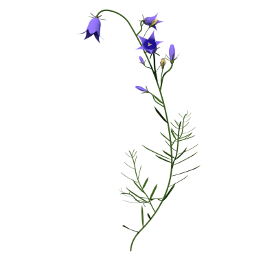 Siyah arkaplanda izole edilmiş güzel çiçekler